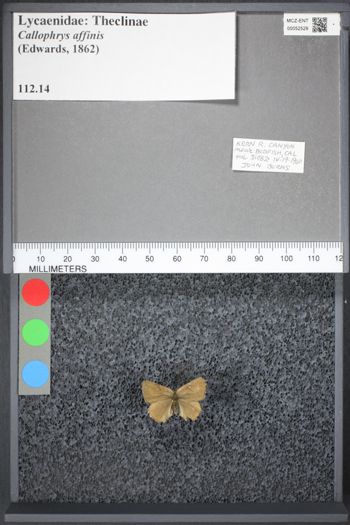 Media type: image;   Entomology 52529